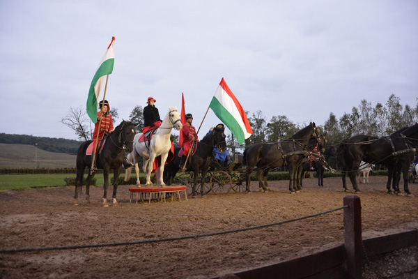 Horse show